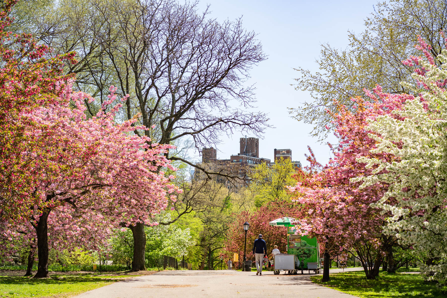 Cherry blossoms line a park path leading toward a distant stone building with a food cart on the walkway.
