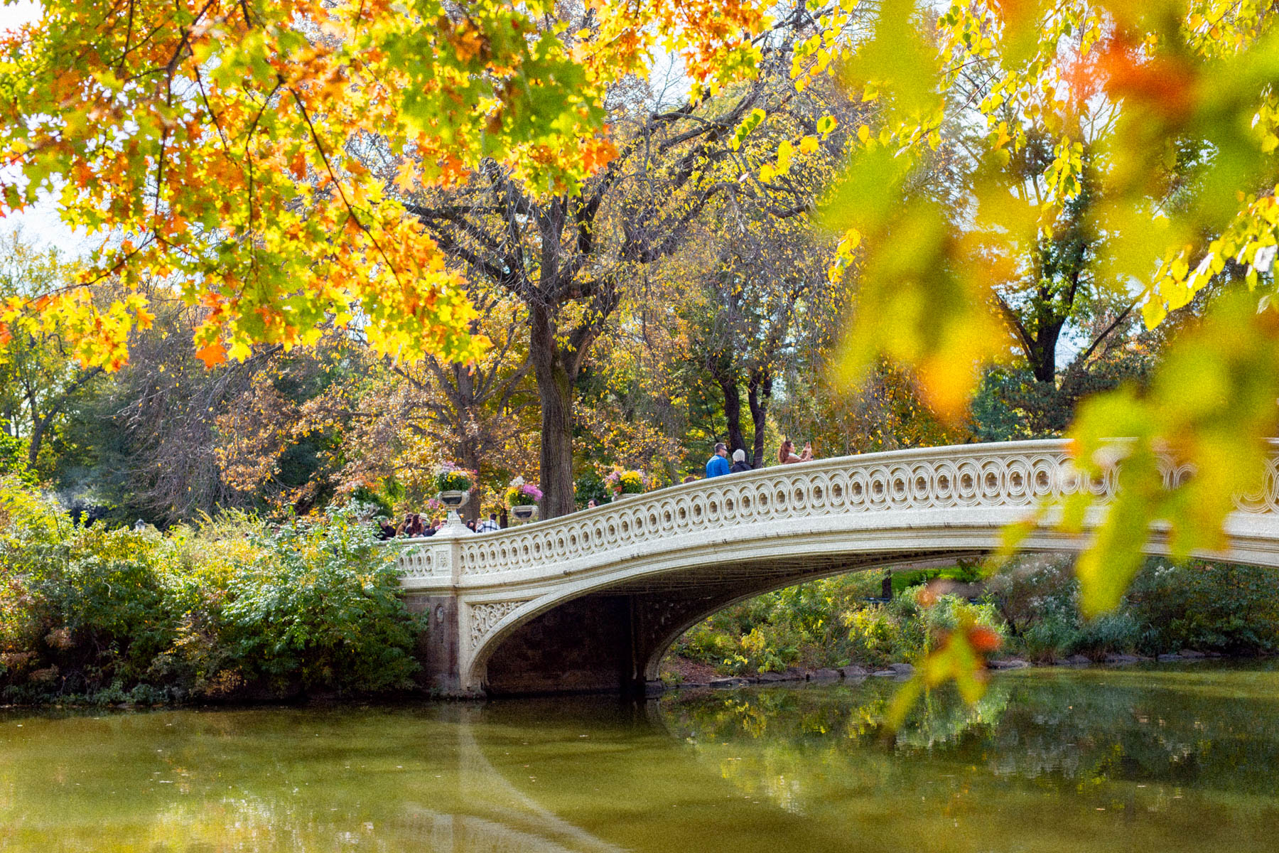 Bow Bridge in Central Park is framed by autumn foliage over the lake.