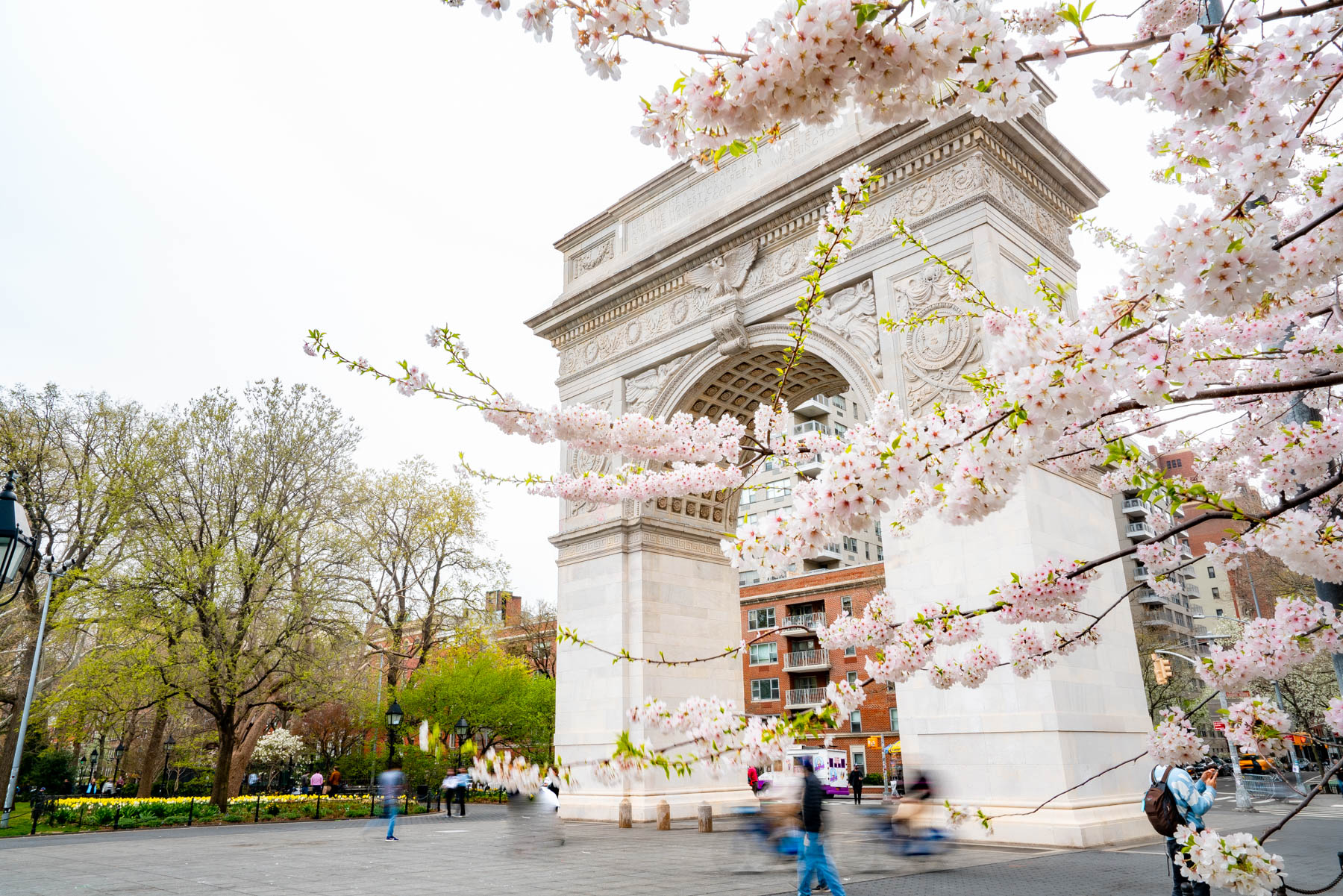 Cherry blossoms frame the Washington Square Arch as people walk through the park.