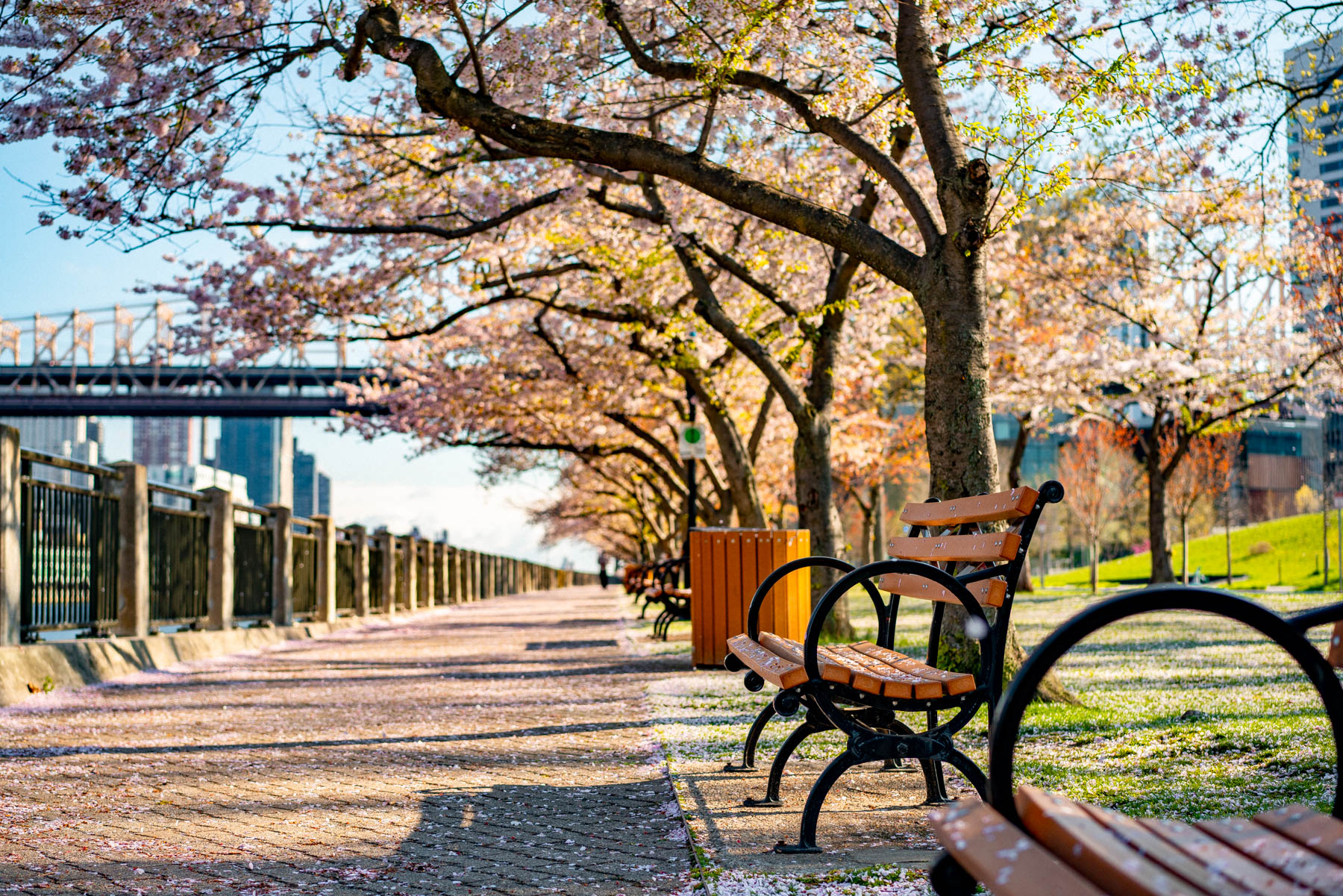 A row of park benches lines a waterfront path under blooming cherry trees.
