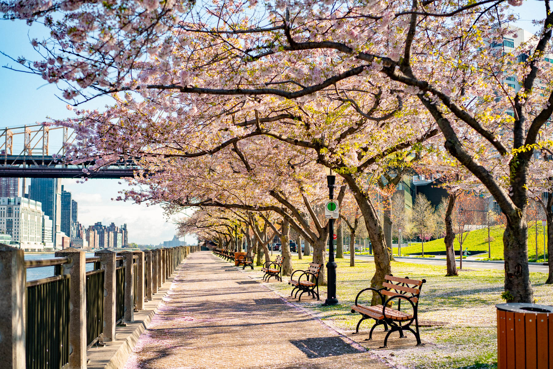 Cherry blossom trees line a waterfront promenade with benches and a bridge in the background.