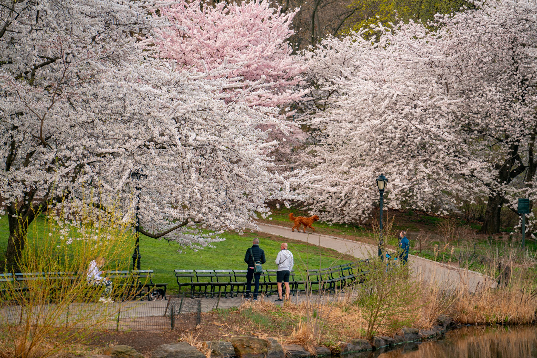 People walk beneath blooming cherry trees near a pond in a park.
