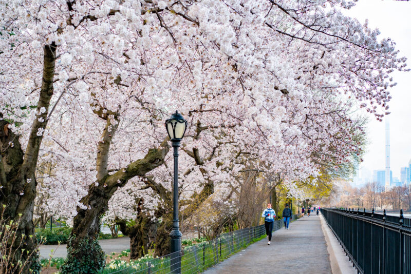 Spring Central Park 9 Best Spots to See Cherry Blossoms in Central Park (2026 Guide)