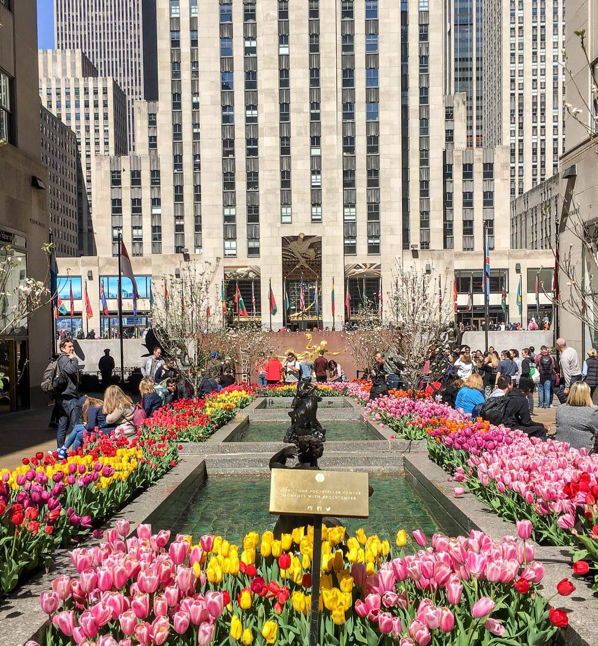 Tulips in bloom fill the Rockefeller Center channel gardens beneath the plaza's towers.