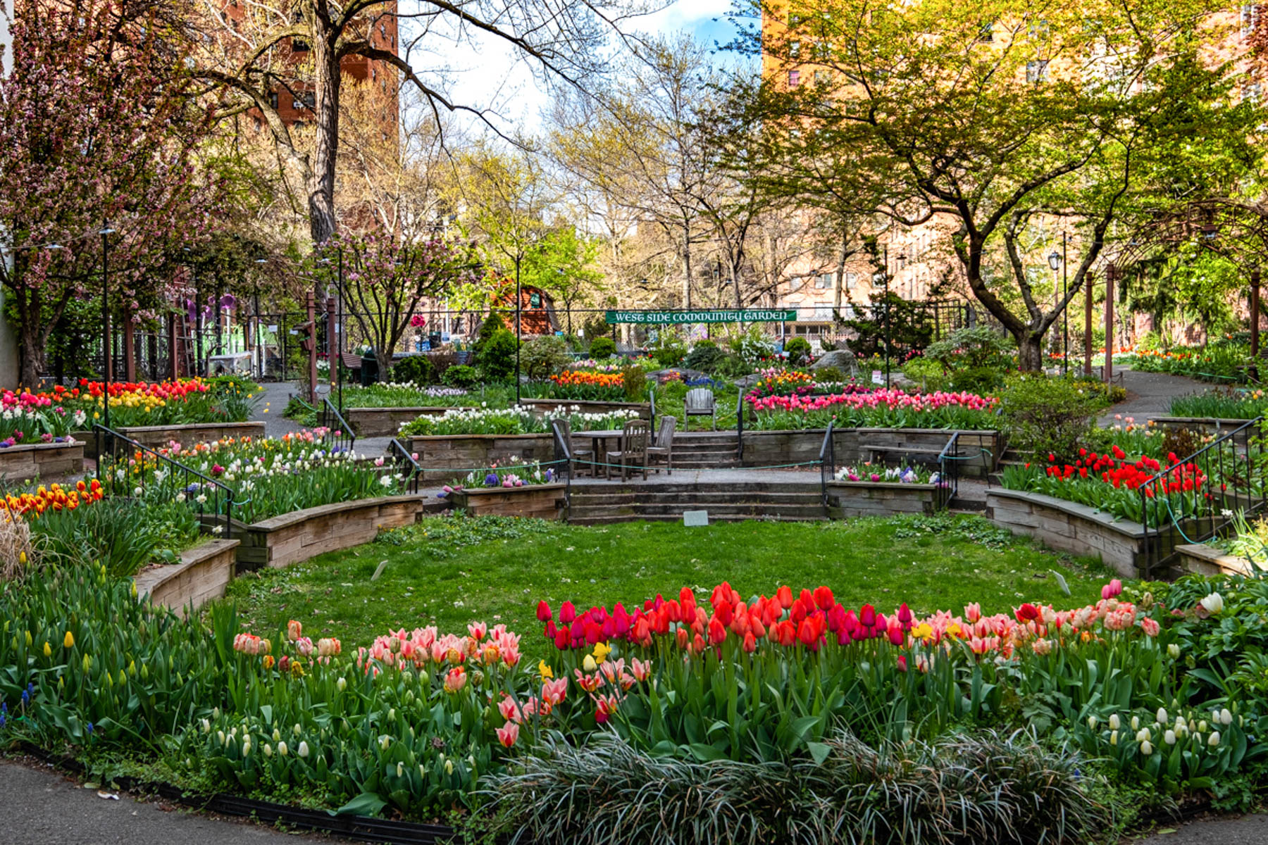 Tulips bloom in raised beds around a lawn at a community garden.