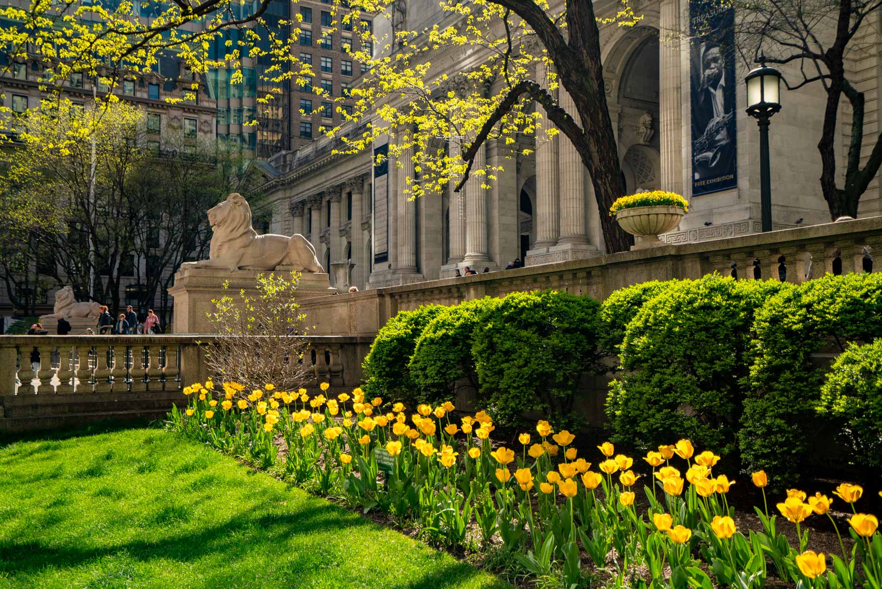 Yellow tulips bloom along the stone balustrade beside the New York Public Library's lion statue.