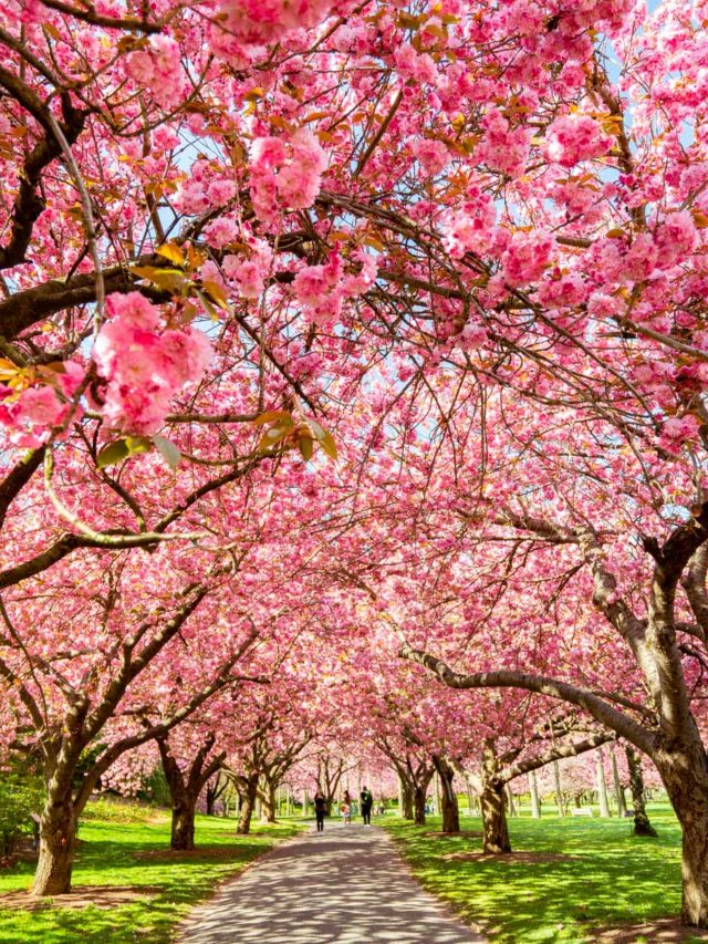 Cherry blossom trees form a canopy over a park path with a few visitors walking beneath them.