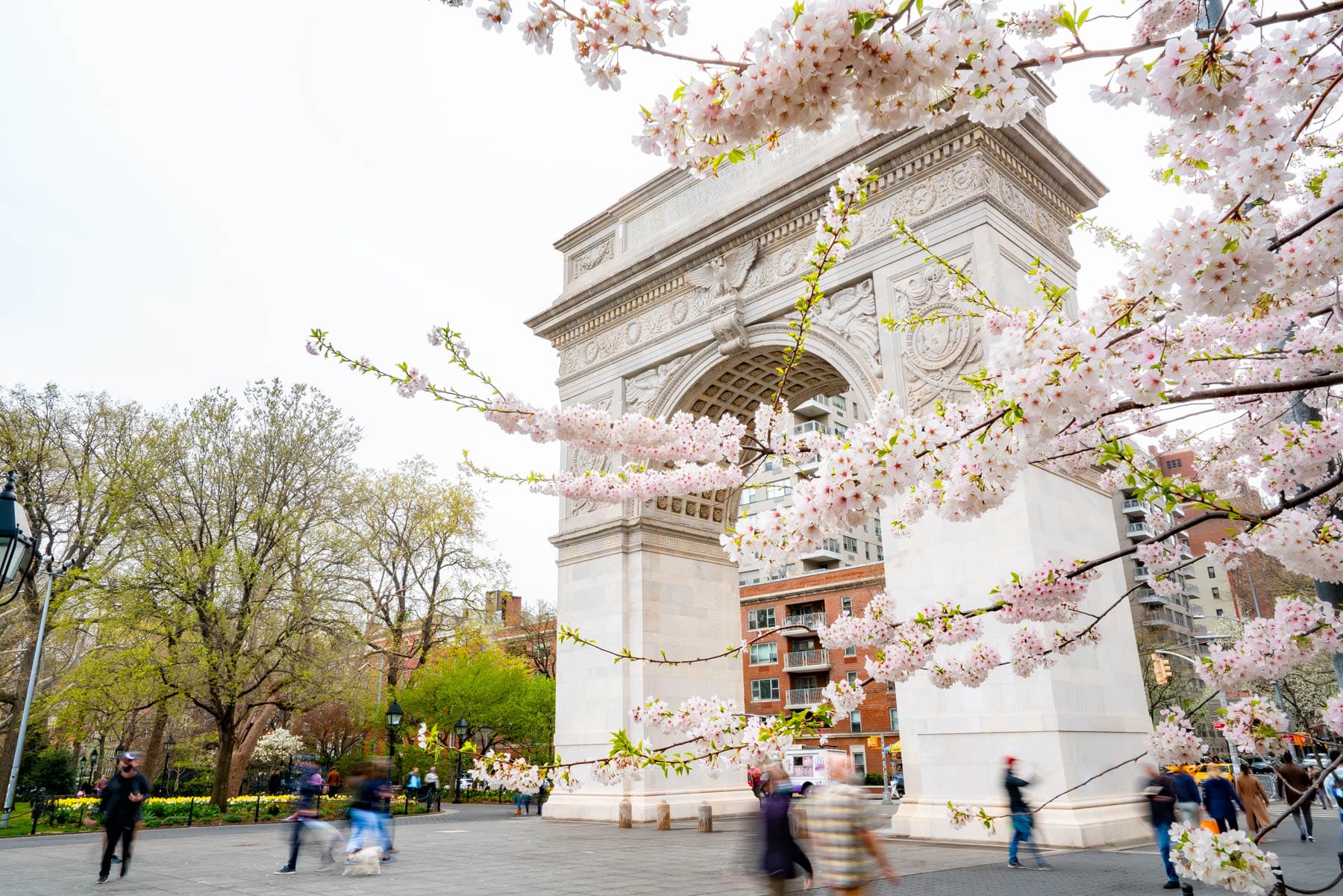 Cherry blossoms frame Washington Square Arch as people walk through the park.