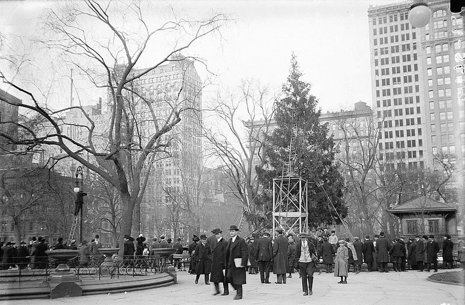 A crowd gathers in Madison Square Park as workers erect an early community Christmas tree on scaffolding.