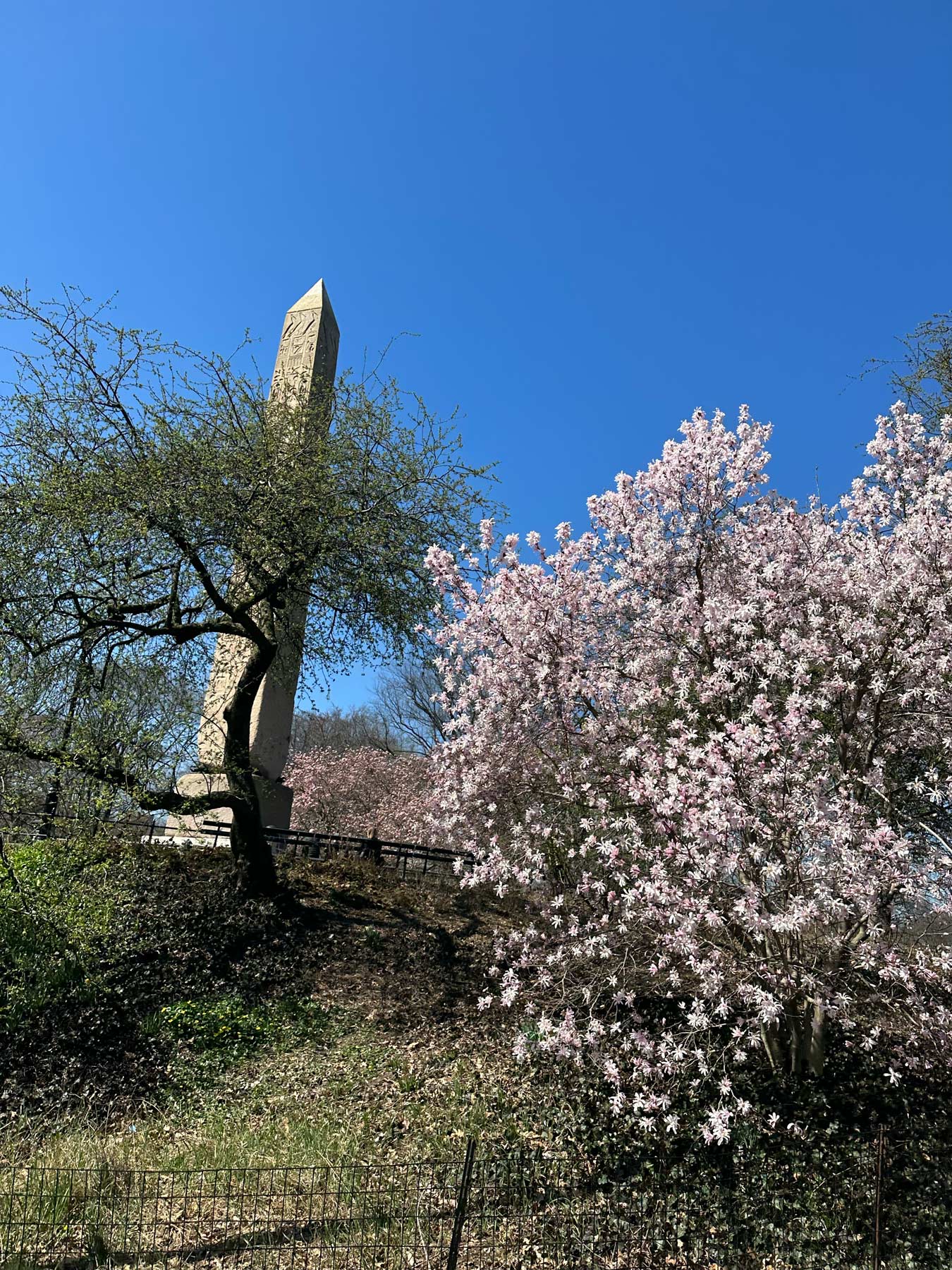 An obelisk stands on a hill beside a blossoming magnolia tree under a clear blue sky.