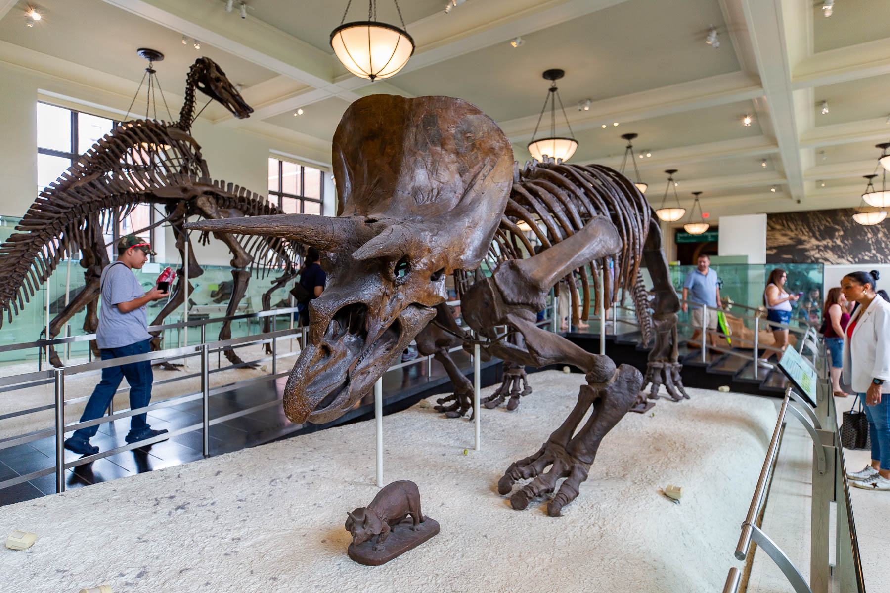 Visitors view dinosaur skeletons on display at the American Museum of Natural History.