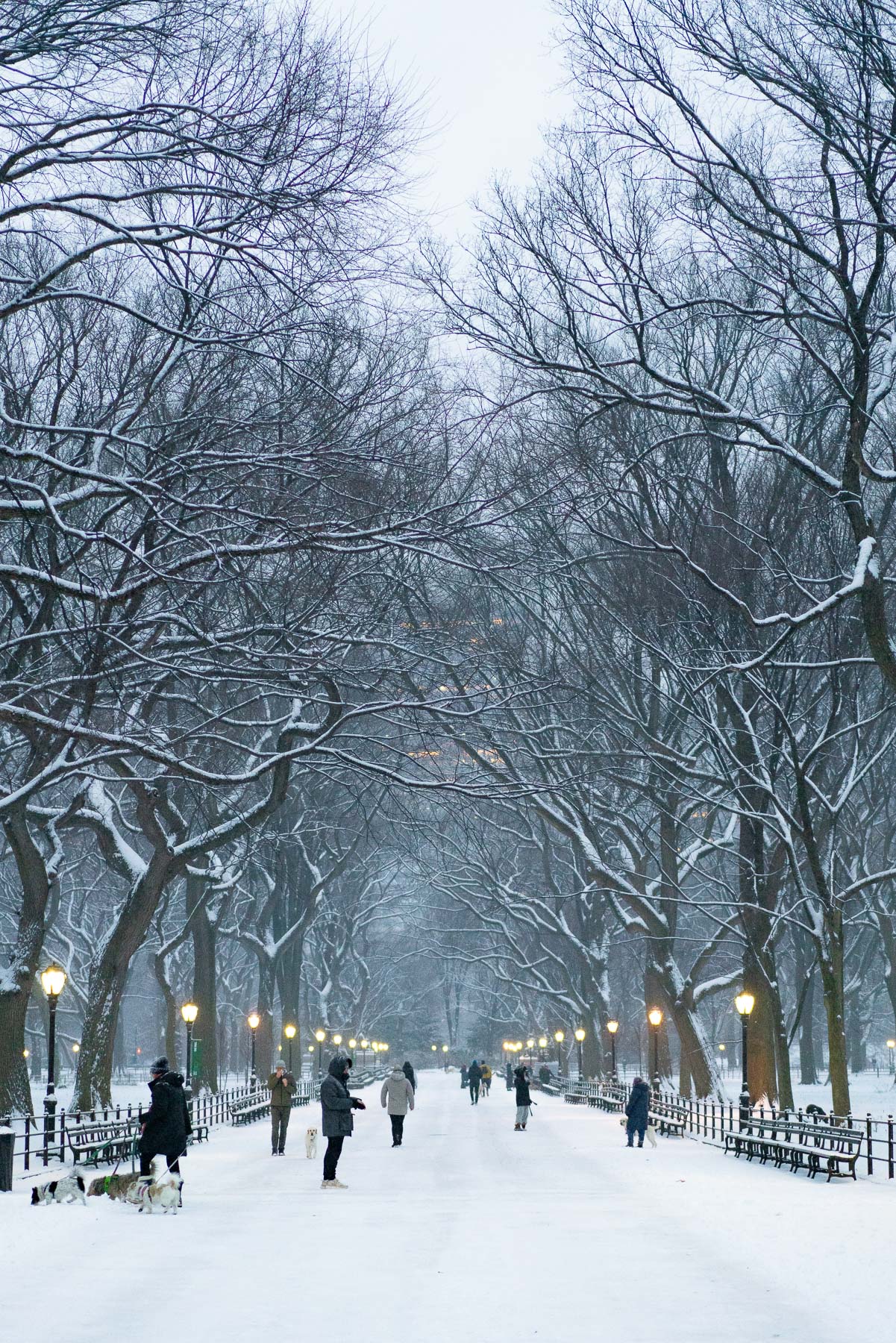 People walk through a snow-covered tree-lined path in Central Park at dusk.