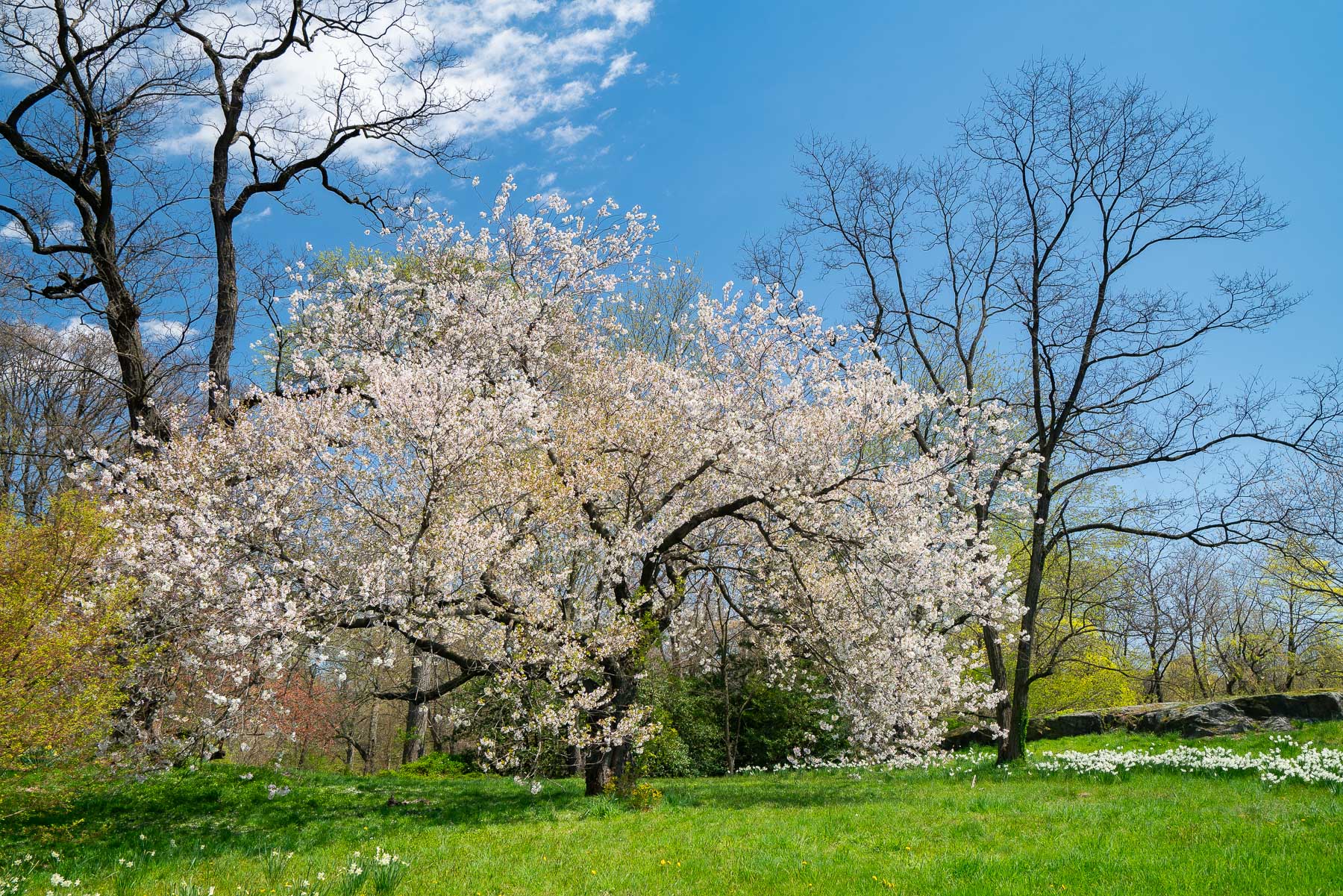 Cherry Blossoms Citywide
