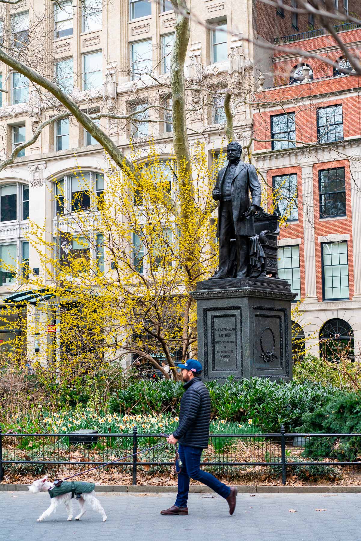 A man walks his dog past the Chester Alan Arthur statue in Madison Square Park with blooming forsythia in early spring.