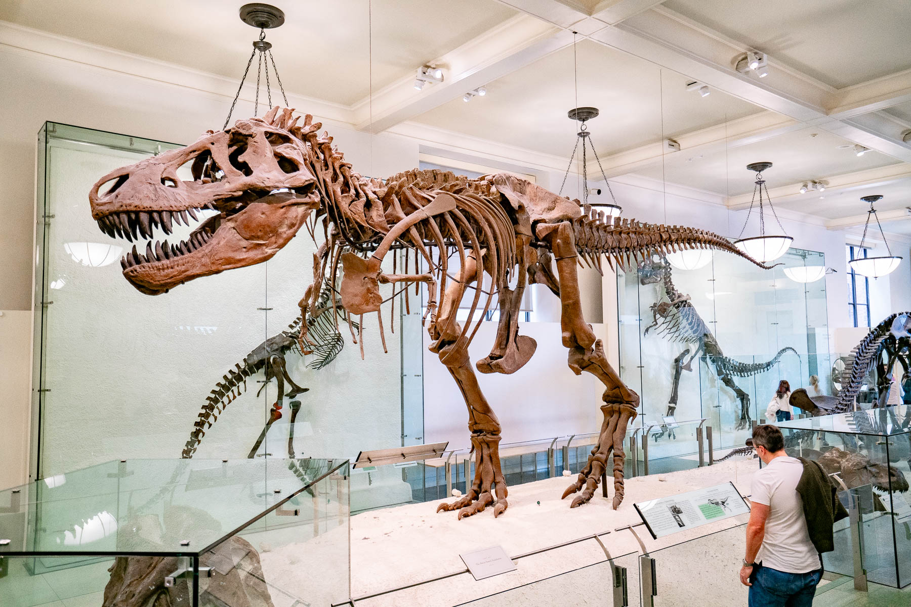 A T-Rex skeleton is displayed in a hall at the American Museum of Natural History.