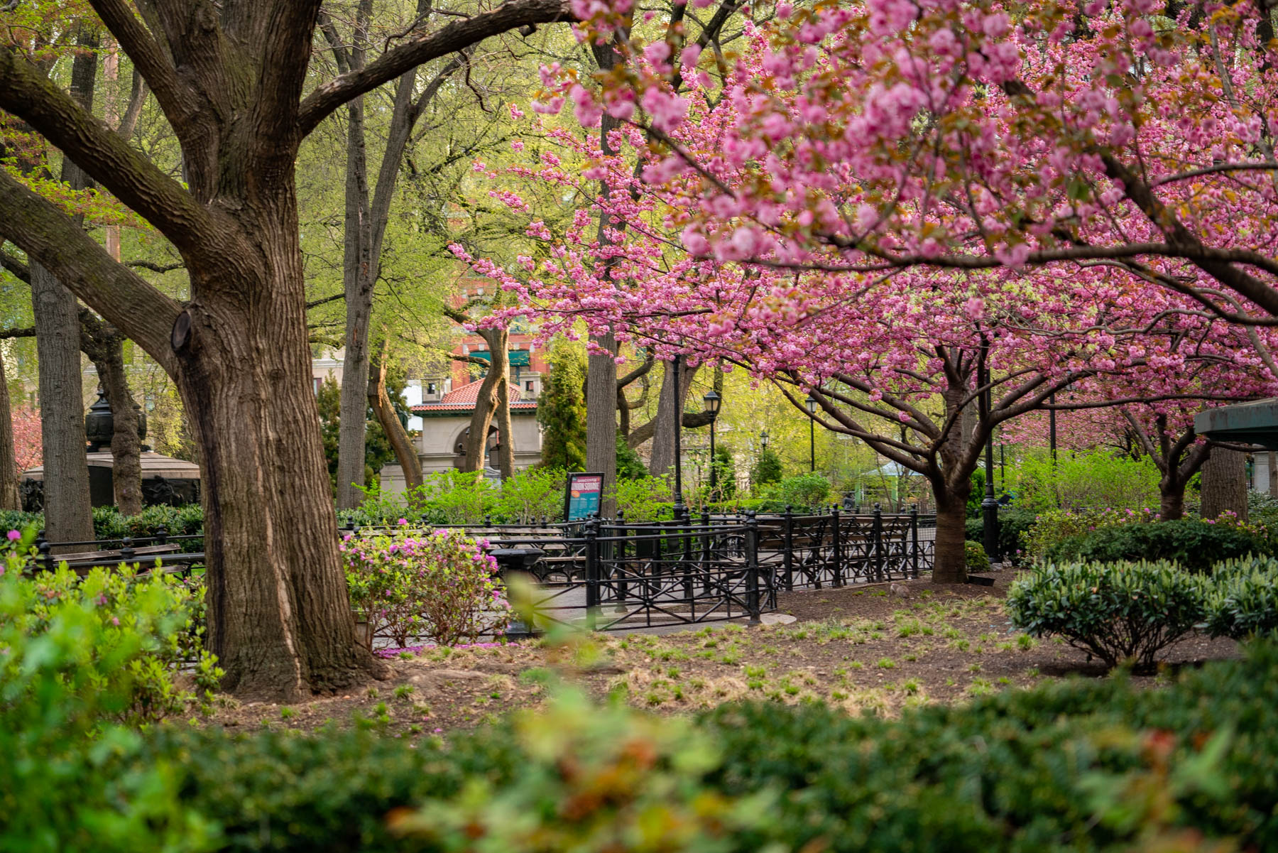 Union Square Park railing and greenery with pops of pink color from the Cherry Blossoms in Spring
