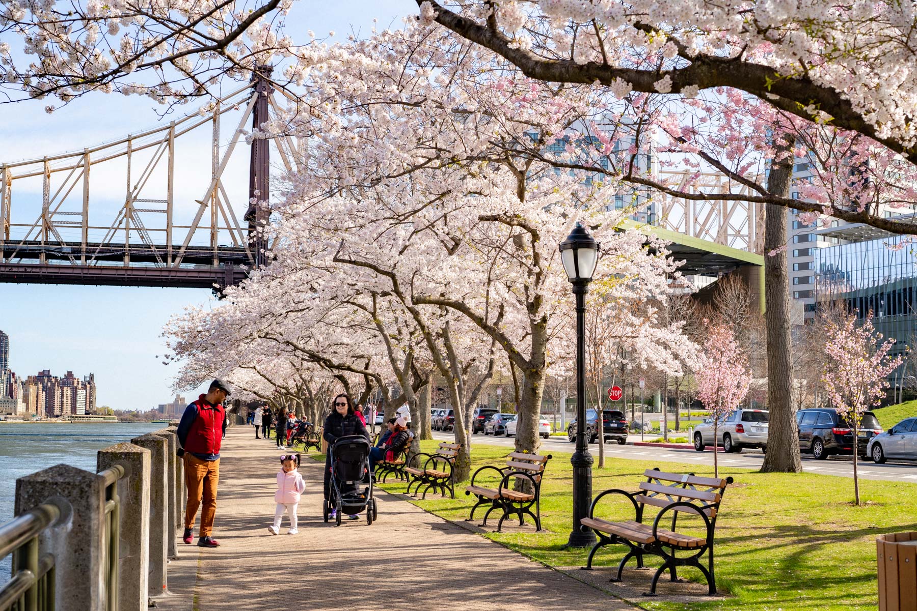 family walking along row of cherry blossoms on Roosevelt Island NYC