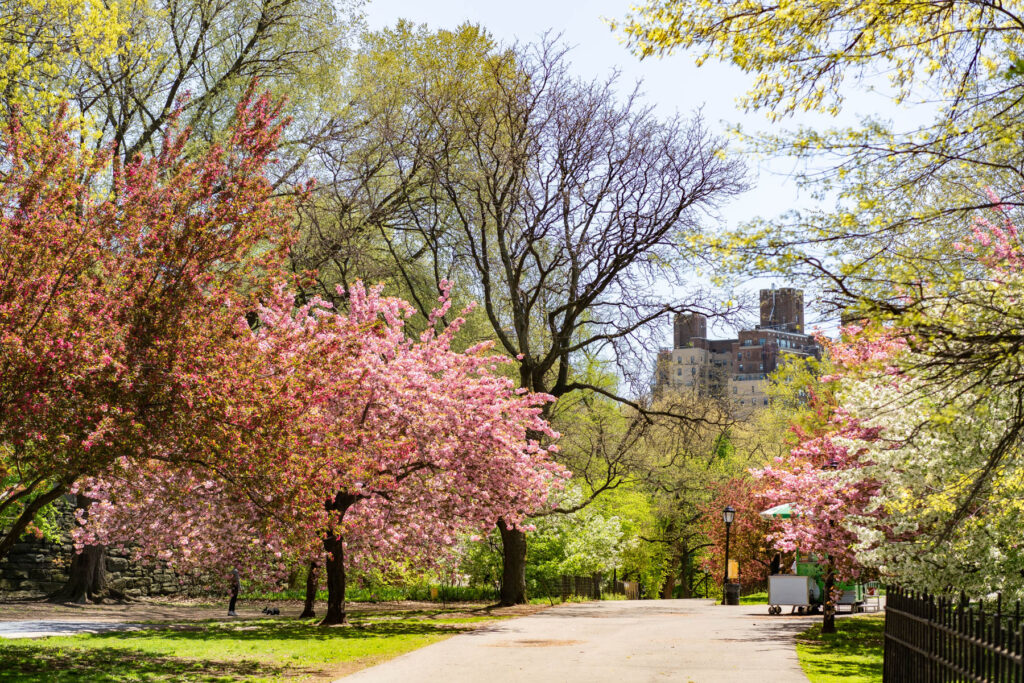 Riverside Park Cherry Blossoms NYC