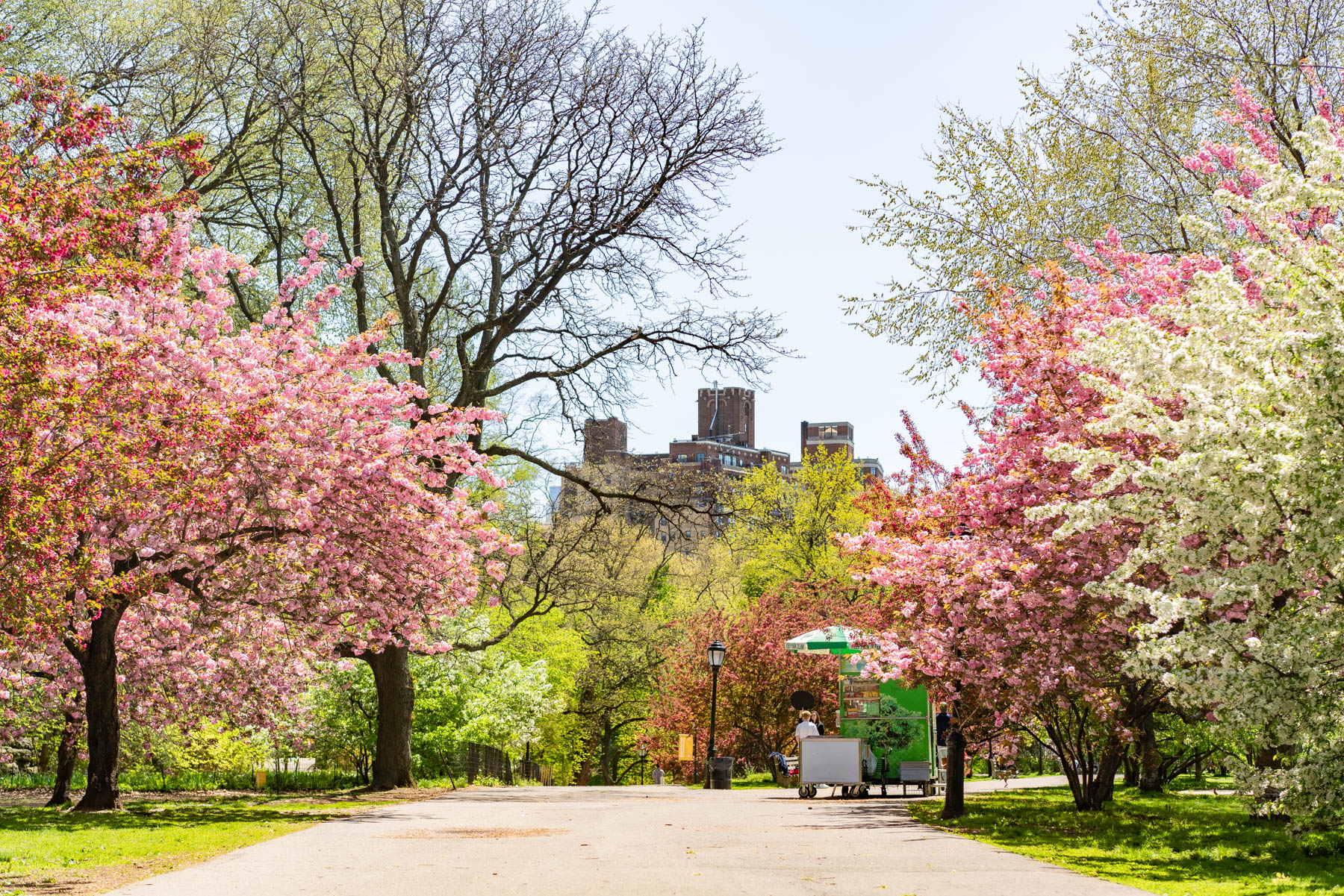 Lush green Central Park meadow in summer NYC