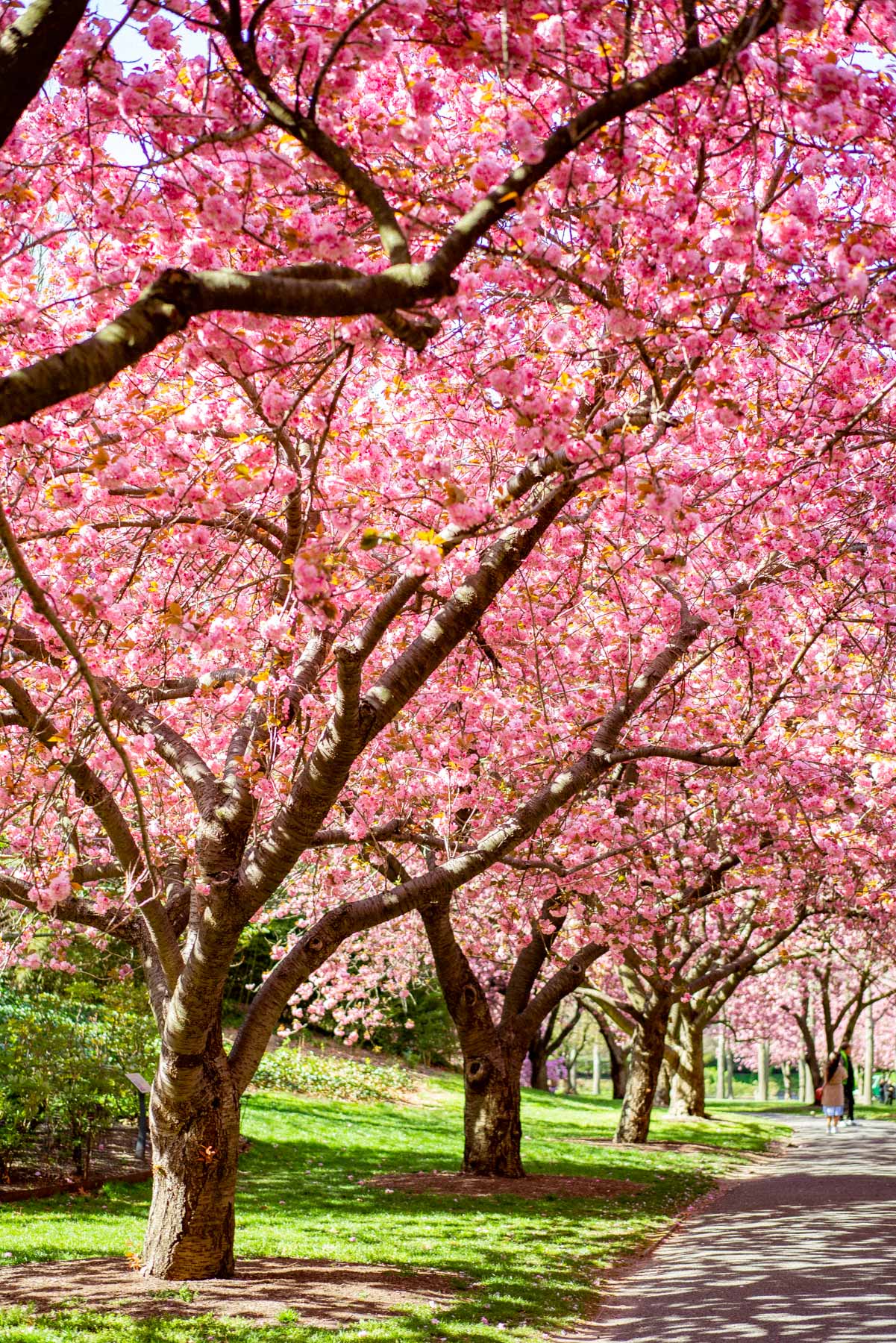 Brooklyn Botanic Garden spring