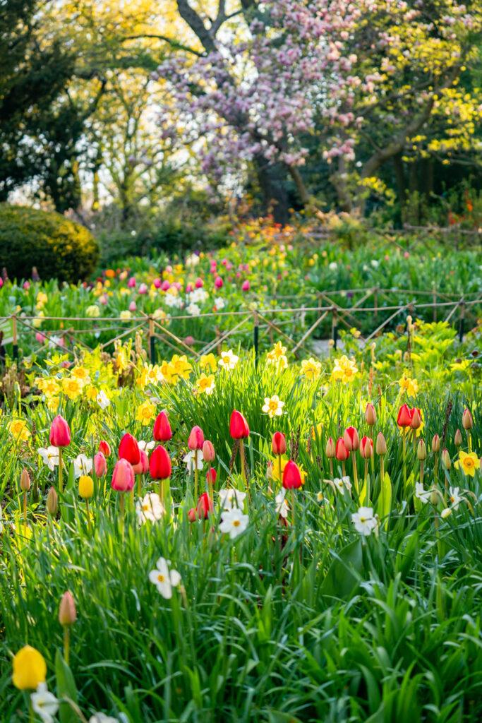 Tulips at the Shakespeare Garden in Central Park NYC