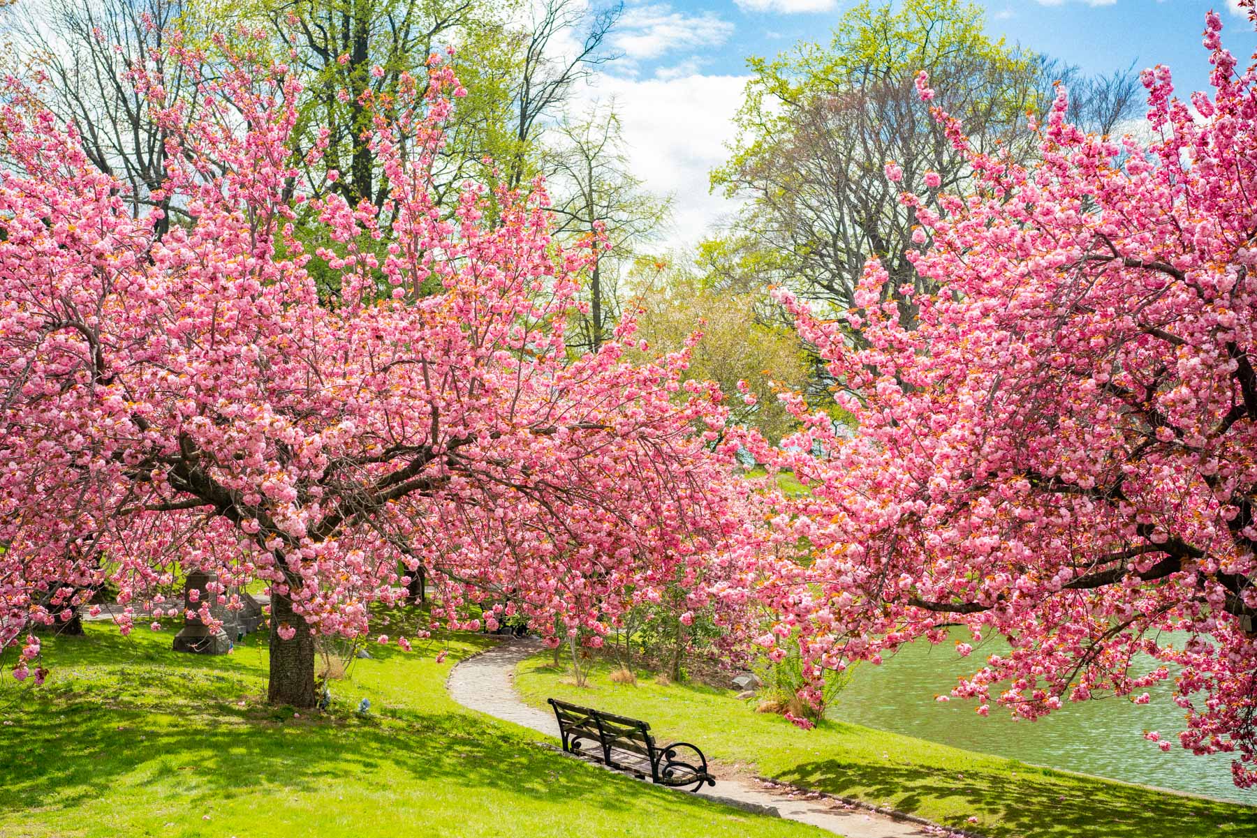 Cherry blossoms Brooklyn