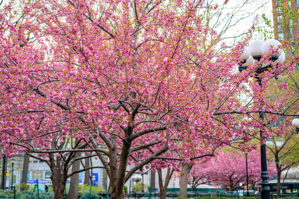 NYC Cherry Blossoms