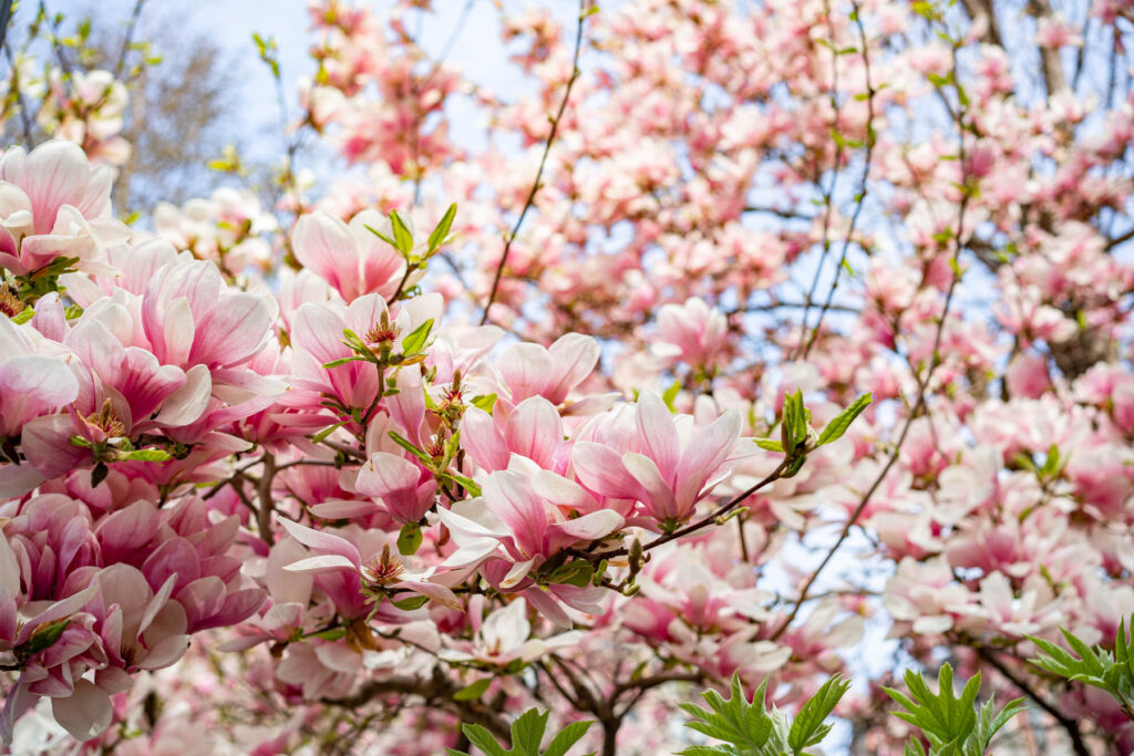 Union Square Cherry Blossoms in Spring