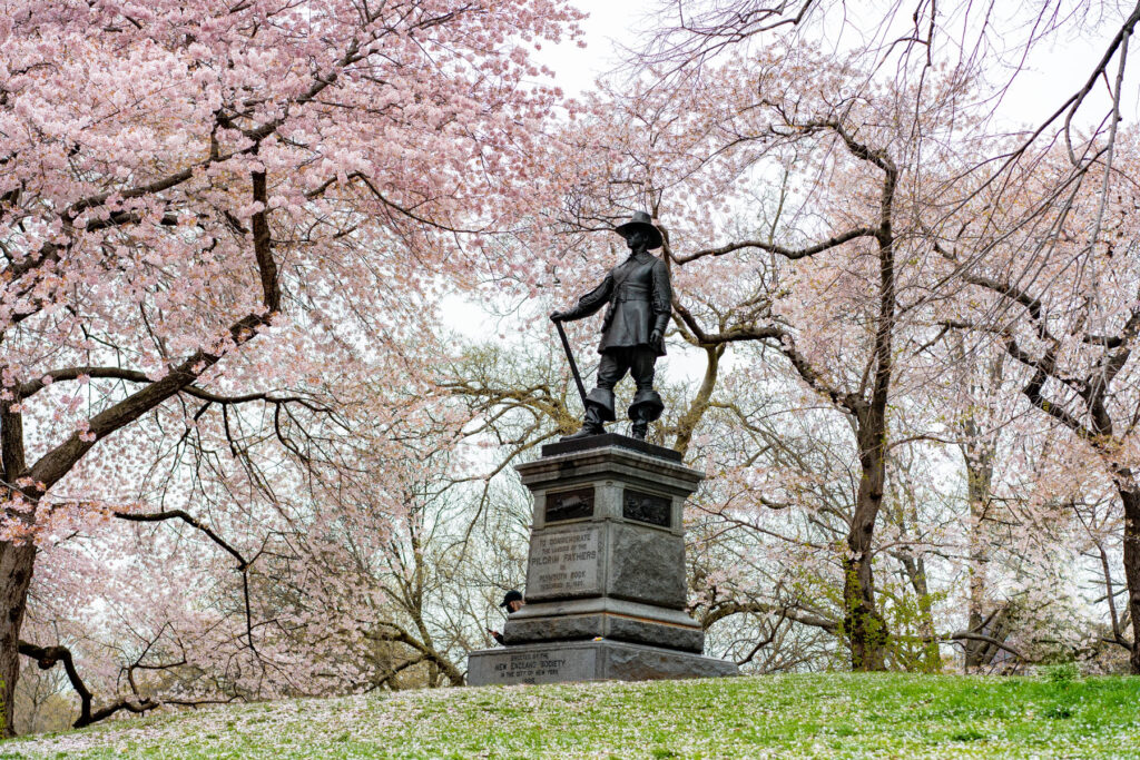 Pilgrim Hill Central Park Cherry Blossoms in Spring