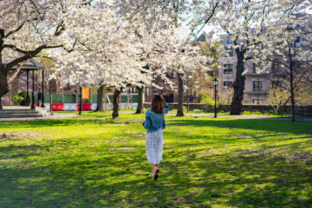 Sakura Park Cherry Blossoms NYC
