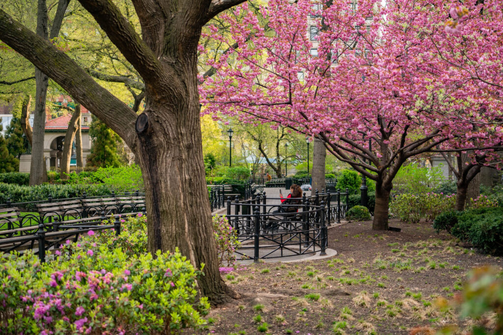 Union Square Cherry Blossoms in Spring