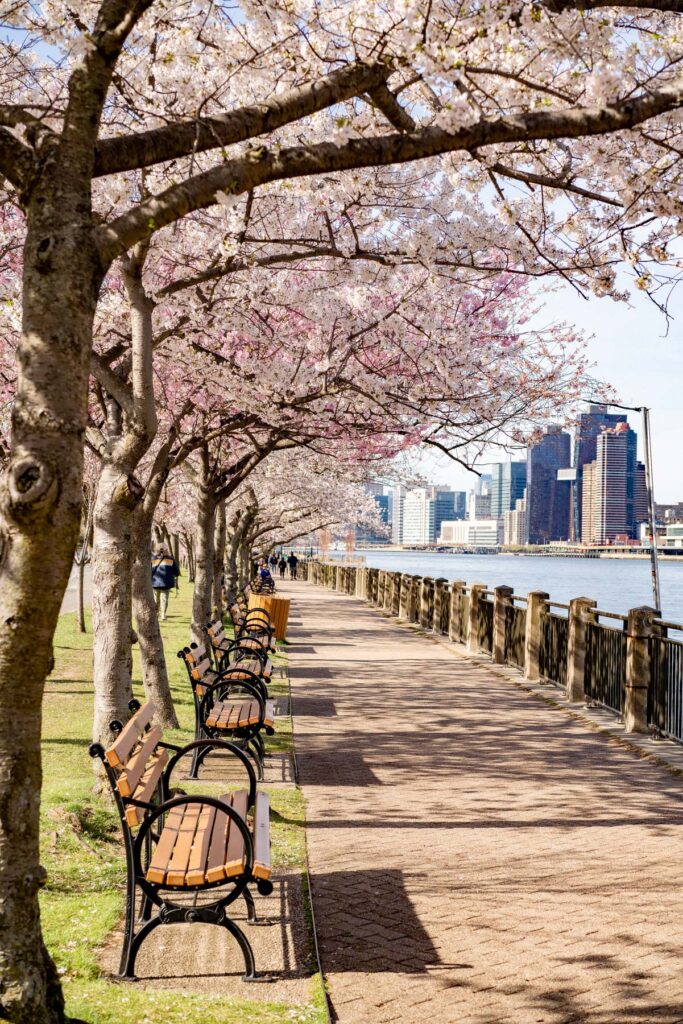 Roosevelt Island Cherry Blossoms in Spring