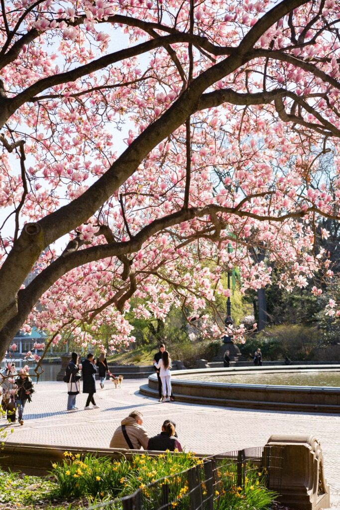 Cherry Blossoms in Central Park Bethesda Fountain