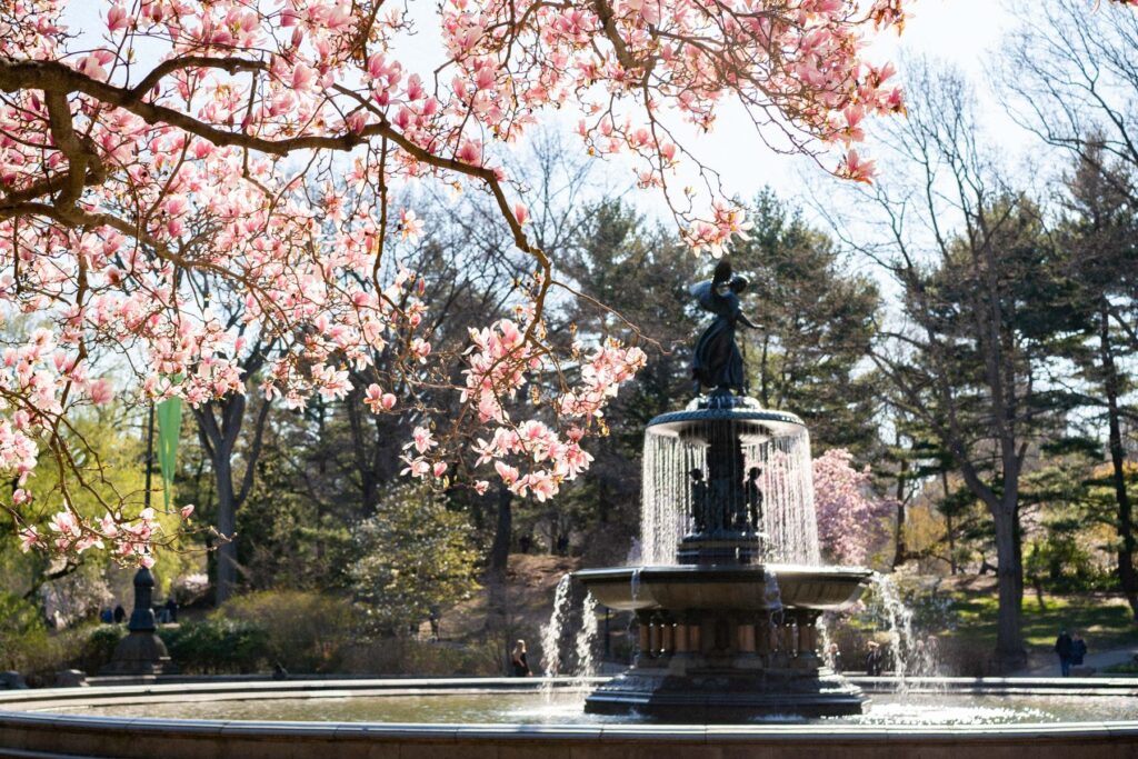 Cherry Blossoms in Central Park Bethesda Fountain