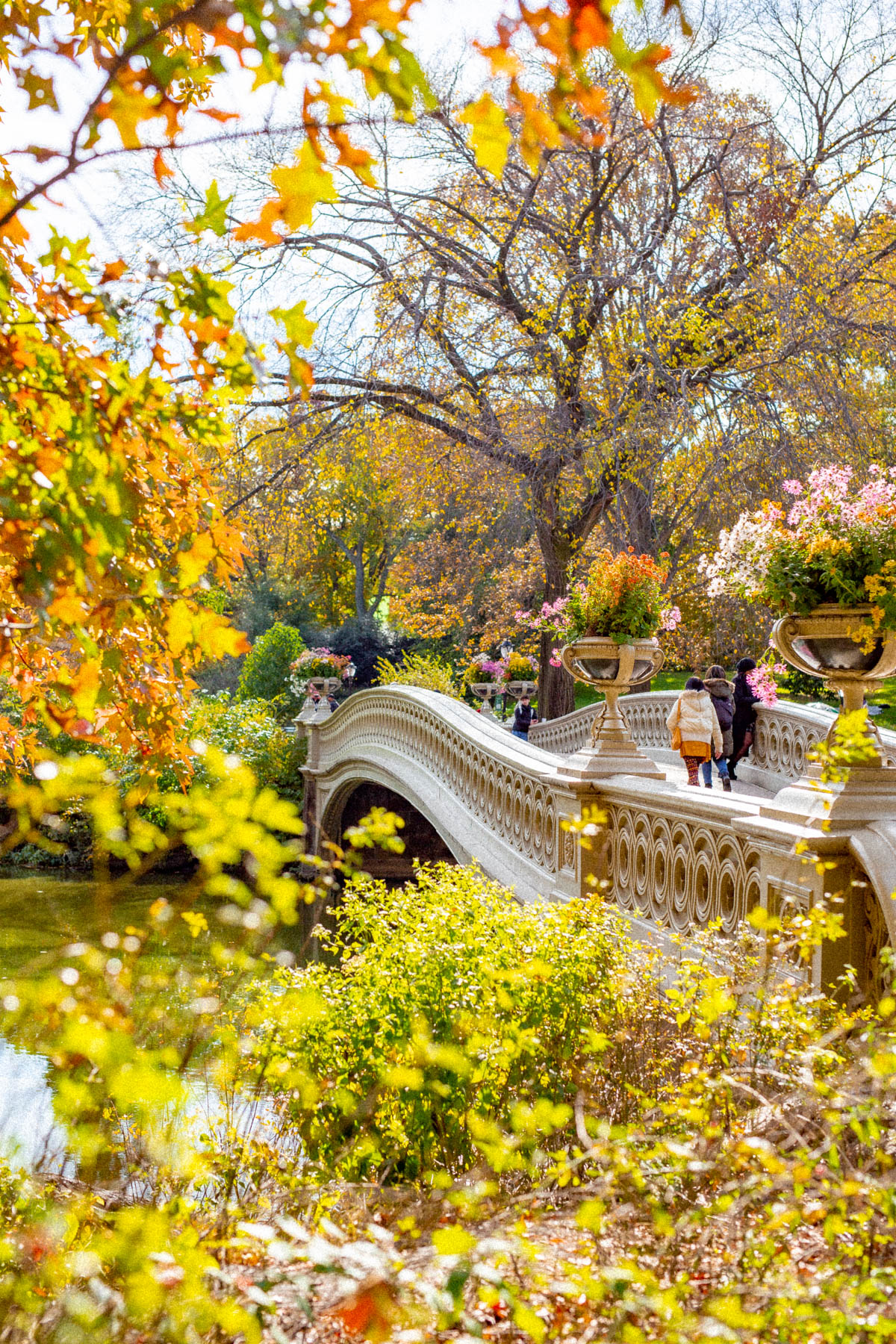 Central Park autumn foliage with golden leaves